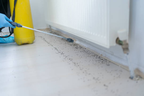 Best Insect Control  in Woodmere, NY